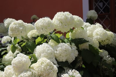 Hydrangea arborescens - hortenzie stromečkovitá - květy
